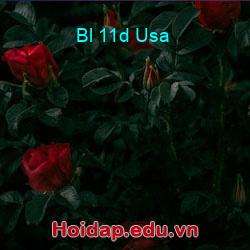 Bl 11d usa