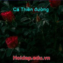 Cá thiên đường