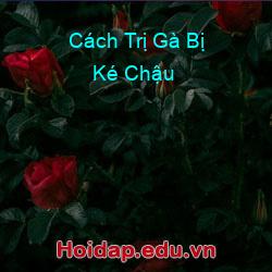 Cách trị gà bị ké chậu