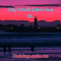 Cây chuối cảnh hoa đỏ
