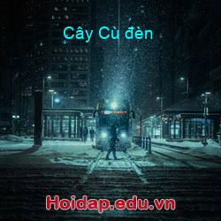 Cây cù đèn