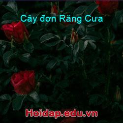 Cây đơn răng cưa