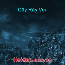 Cây ráy voi