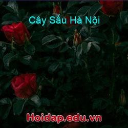 Cây sấu hà nội