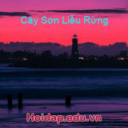 Cây sơn liễu rừng
