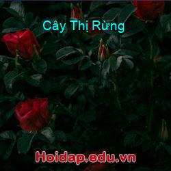 Cây thị rừng