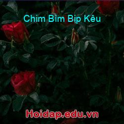 Chim bìm bịp kêu