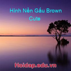 Hình nền gấu brown cute