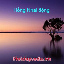 Hồng nhai động