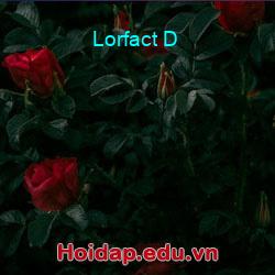 Lorfact d