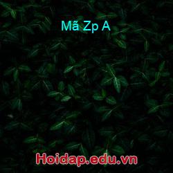 Mã zp a