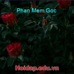 Phan mem goc