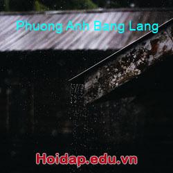 Phuong anh bang lang