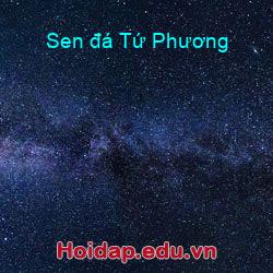 Sen đá tứ phương