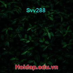 Svv288
