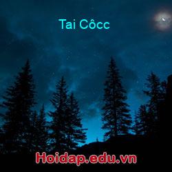 Tai côcc